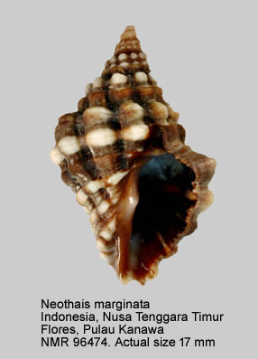 Neothais marginata.jpg - Neothais marginata (Blainville,1832)